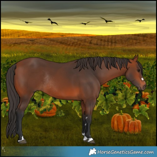 Horse Color:Bay Rabicano 