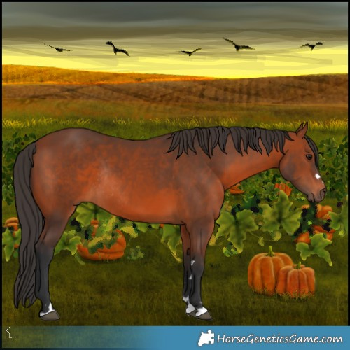 Horse Color:Bay Rabicano 