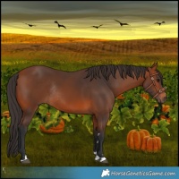 Horse Color:Bay Rabicano 