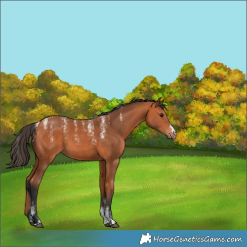 Horse Color:Powder White Bay 