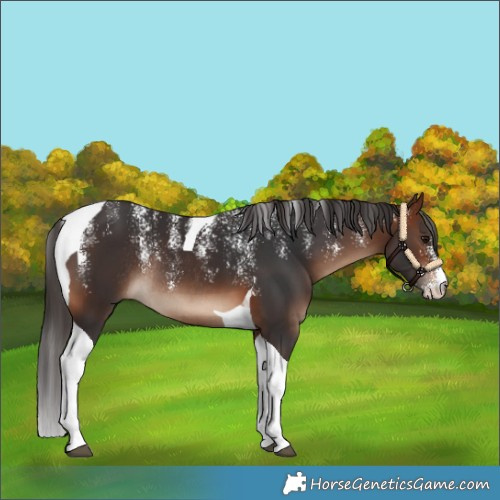 Horse Color:Powder White Bay Tobiano Rabicano 