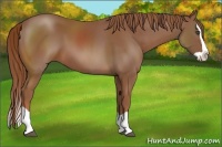 Horse Color:Chestnut Splash 