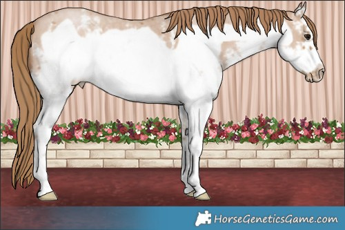 Horse Color:White Spotted Black Pearl Sabino Frame 
