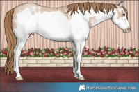 Horse Color:White Spotted Black Pearl Sabino Frame 