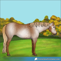 Horse Color:Gray Chestnut 