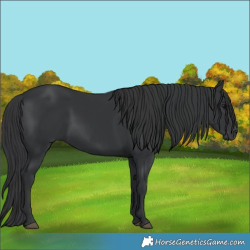 Horse Color:Black 