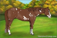 Horse Color:White Spotted Chestnut Splash 