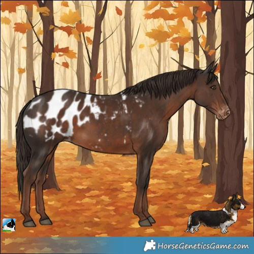 Horse Color:Liver Chestnut Appaloosa 
