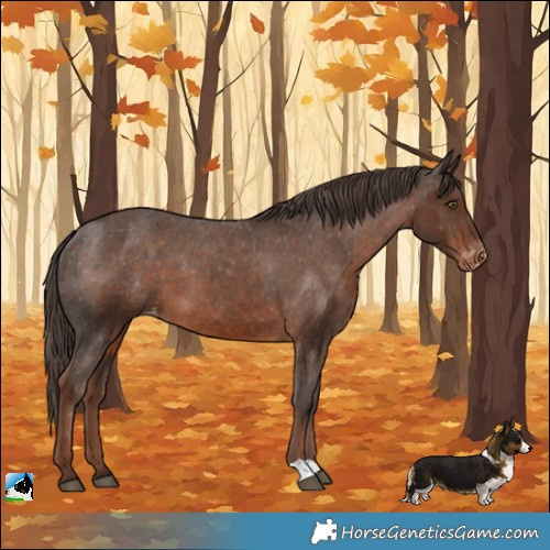Horse Color:Liver Chestnut Appaloosa 