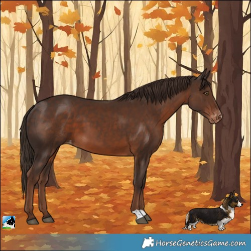 Horse Color:Liver Chestnut Appaloosa