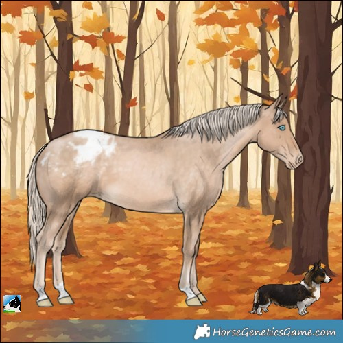 Horse Color:Chocolate Palomino Pearl Blanket 