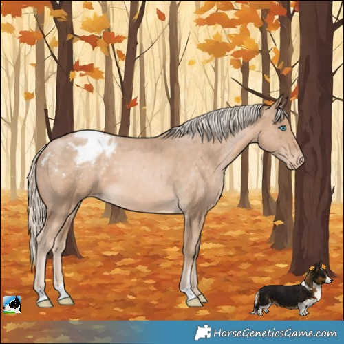 Horse Color:Chocolate Palomino Pearl Appaloosa