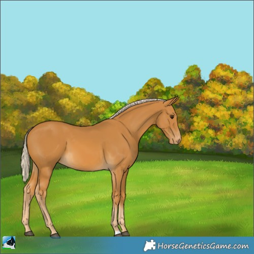 Horse Color:Palomino Varnish 