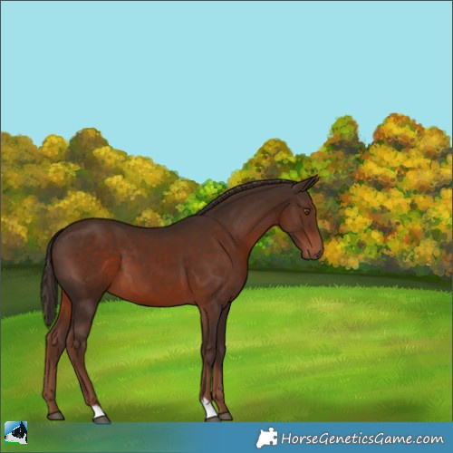 Horse Color:Liver Chestnut 
