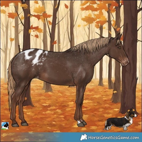 Horse Color:Liver Chestnut Blanket 