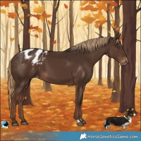 Horse Color:Liver Chestnut Appaloosa 