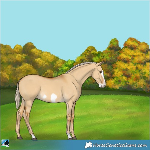 Horse Color:Palomino Dun Frame 