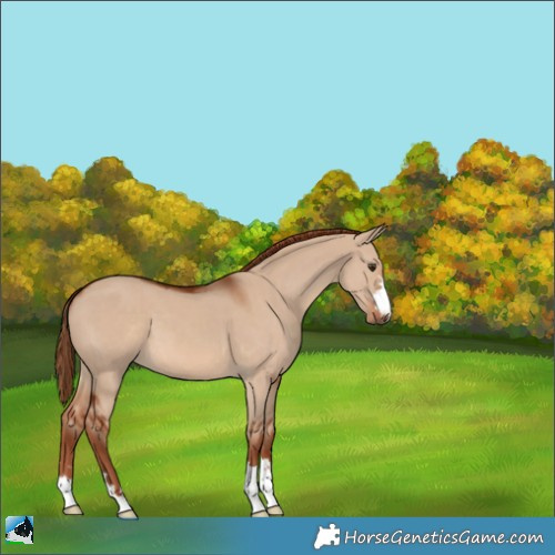 Horse Color:Red Dun 