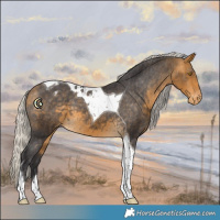 Horse Color:Silver Buckskin Tobiano Varnish 