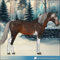 Horse Color:Gray Silver Brown Tobiano 