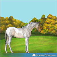 Horse Color:Silver Buckskin Roan Tobiano 