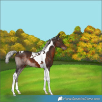 Horse Color:Silver Brown Tobiano 