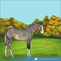 Horse Color:White Spotted Silver Buckskin Roan Splash Appaloosa 