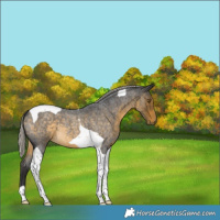 Horse Color:Silver Buckskin Roan Tobiano 