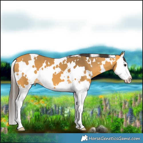 Horse Color:White Spotted Buckskin Splash 