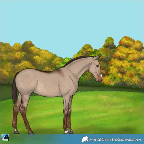 Horse Color:Liver Red Dun 