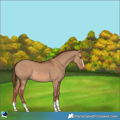 Horse Color:Red Dun 