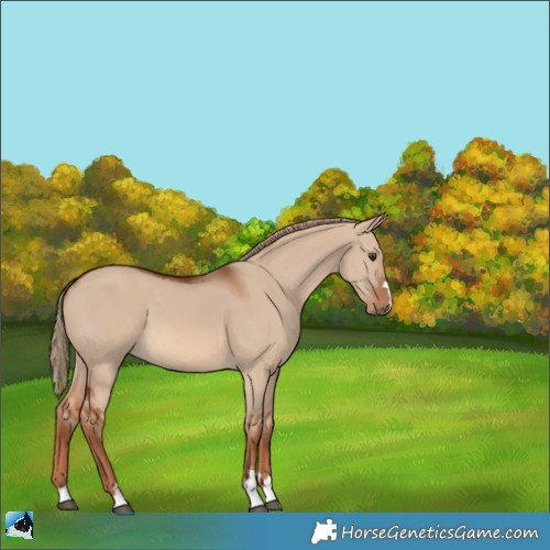 Horse Color:Red Dun 