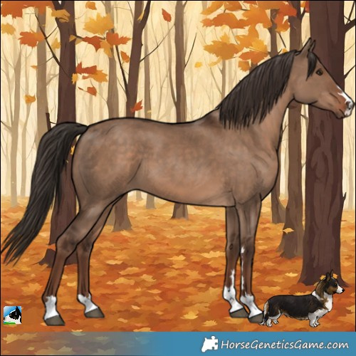 Horse Color:Liver Red Dun 