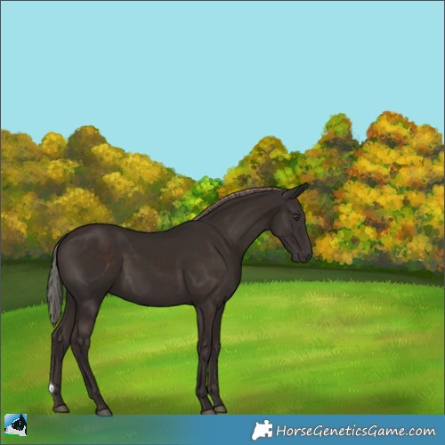 Horse Color:Liver Chestnut 