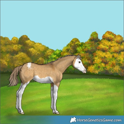Horse Color:Chocolate Palomino Dun Splash Varnish