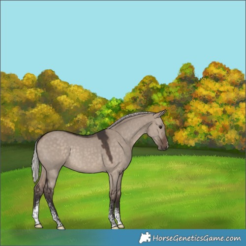 Horse Color:Silver Brown Dun Sabino Rabicano 