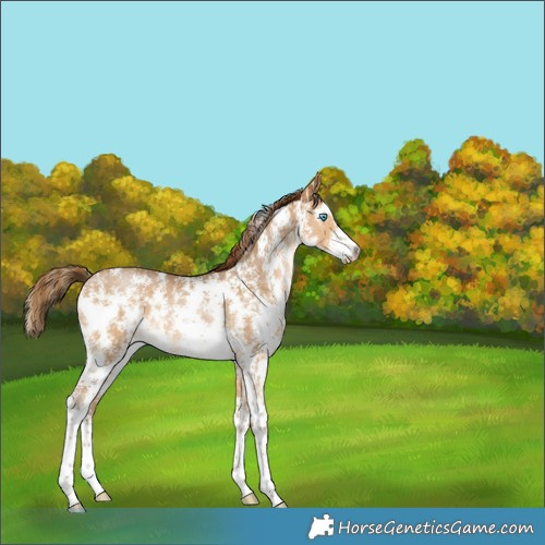 Horse Color:Gray Buckskin Pearl Sabino Appaloosa 