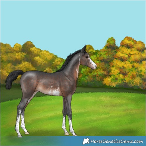 Horse Color:Brown Sabino Rabicano 