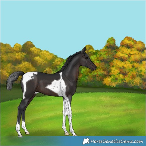 Horse Color:Brown Tobiano 