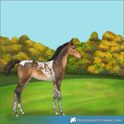 Horse Color:Buckskin Tobiano 