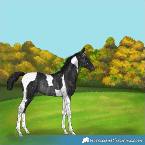 Horse Color:Gray Brown Tobiano Appaloosa Rabicano 