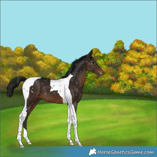 Horse Color:Gray Brown Tobiano Snowflake Varnish 