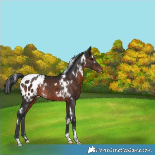 Horse Color:White Spotted Brown Appaloosa Rabicano 