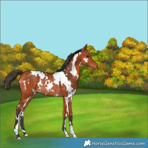 Horse Color:White Spotted Bay Rabicano 