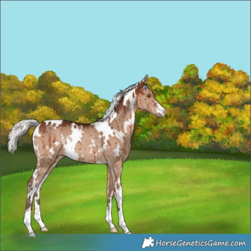 Horse Color:White Spotted Silver Bay Dun Rabicano Brindle 
