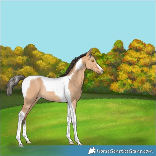 Horse Color:Bay Dun Tobiano Rabicano 