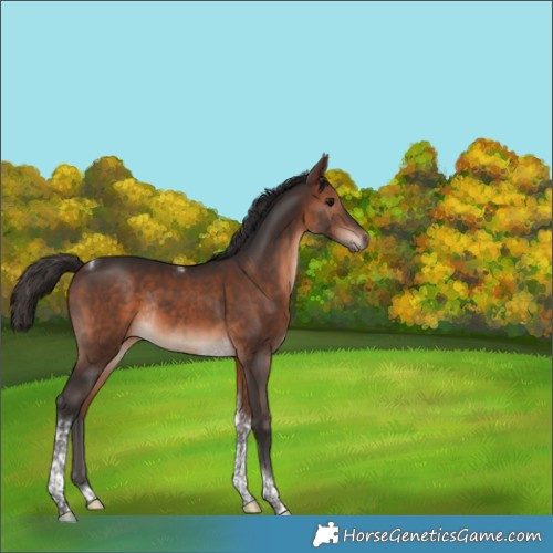 Horse Color:Bay Tobiano Rabicano 