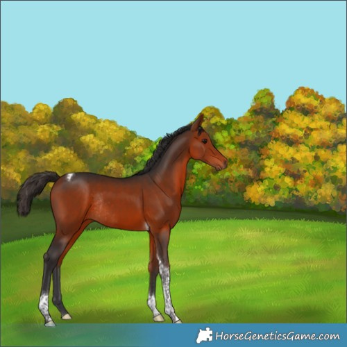 Horse Color:Bay Tobiano Rabicano 