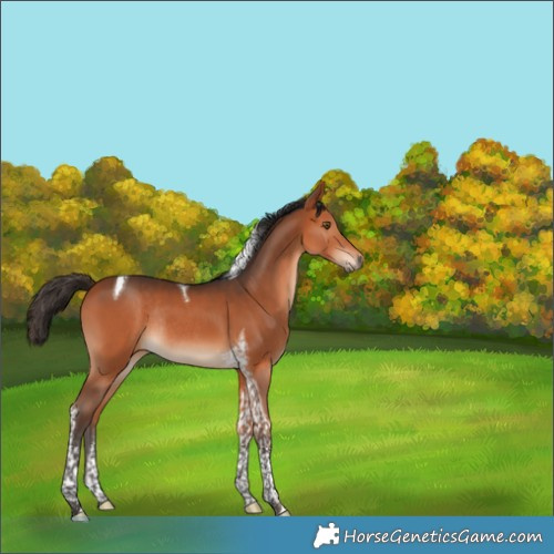 Horse Color:Bay Tobiano Rabicano 