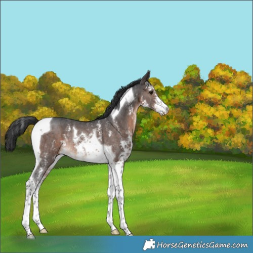 Horse Color:Brown Sabino Tobiano Rabicano 